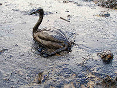 Black sea oil slick photo by marinephotobank