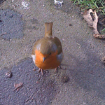 Robin red robin