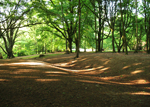 A sunlit forest
